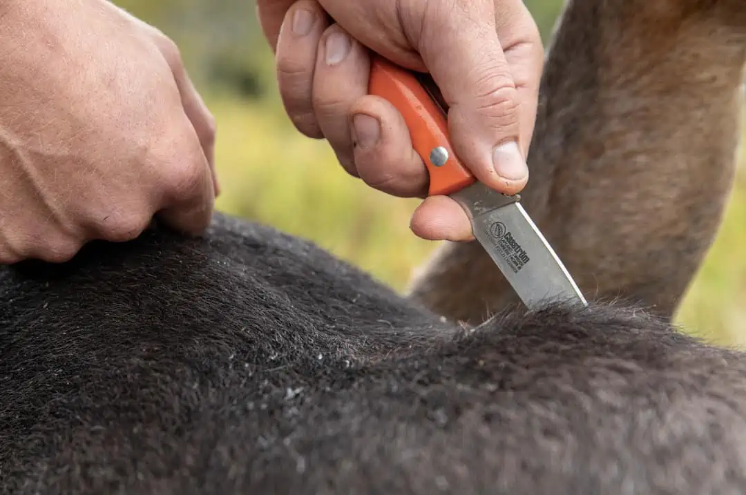 CASSTRÖM Swedish Field Dresser Birch – Bild 3