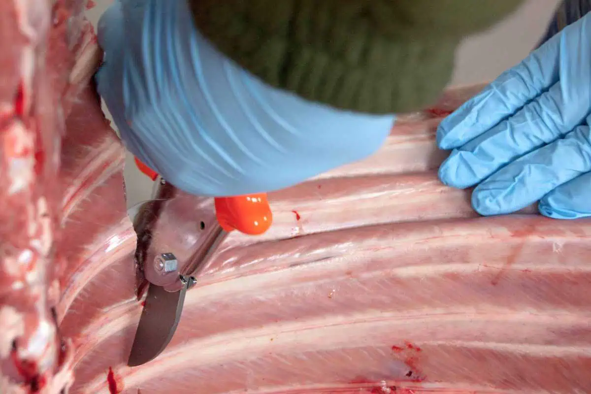 Löwe Jagdschere 21cm – Bild 3