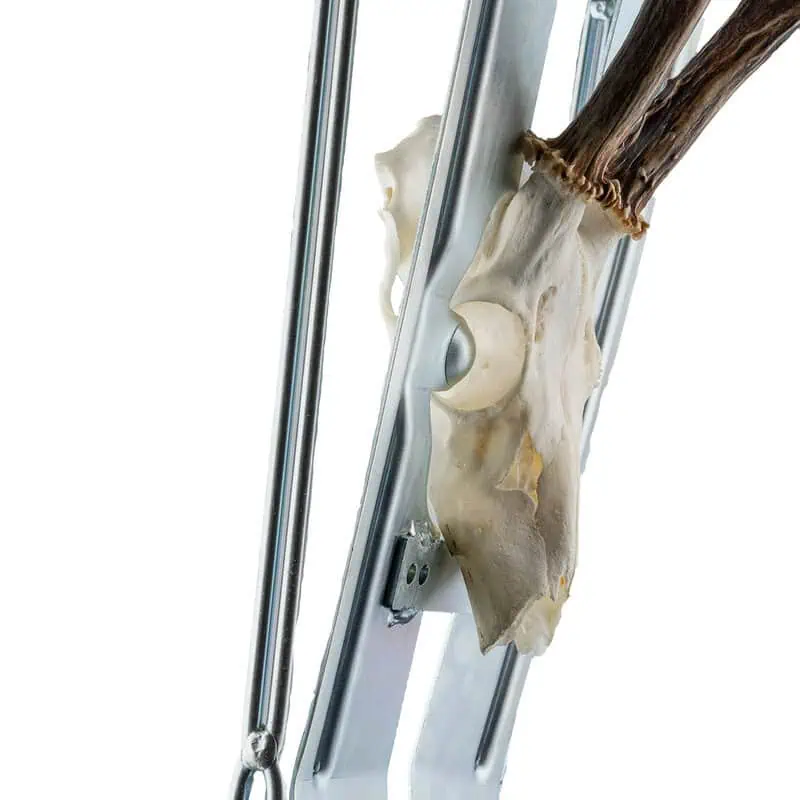 Gehörnabschlagsvorrichtung mit Feinsäge – Bild 4