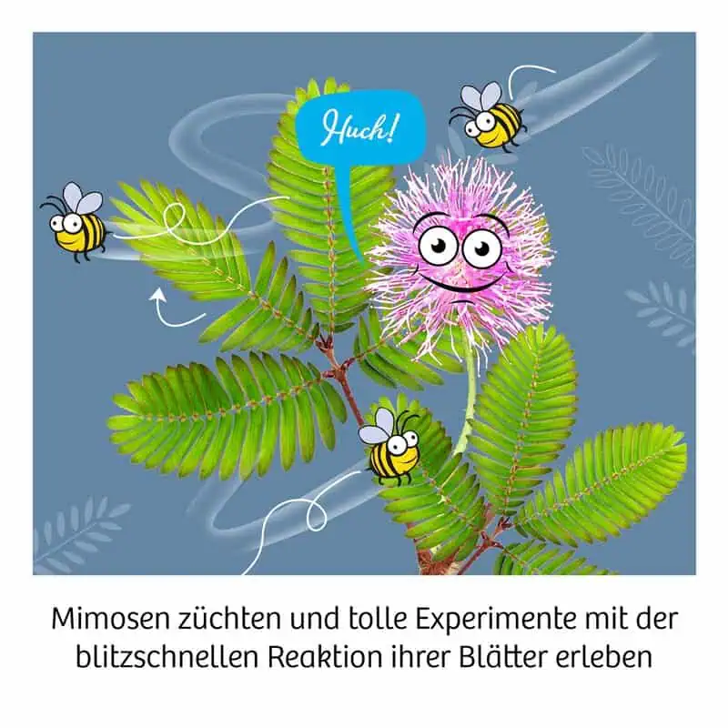 KOSMOS Mimosen-Garten – Bild 4