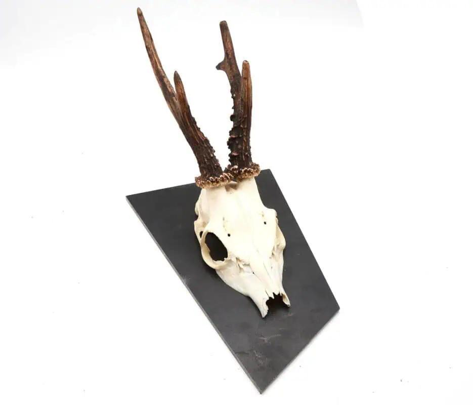 Trophäenschild Rehbock Stahl 6mm geölt – Bild 2