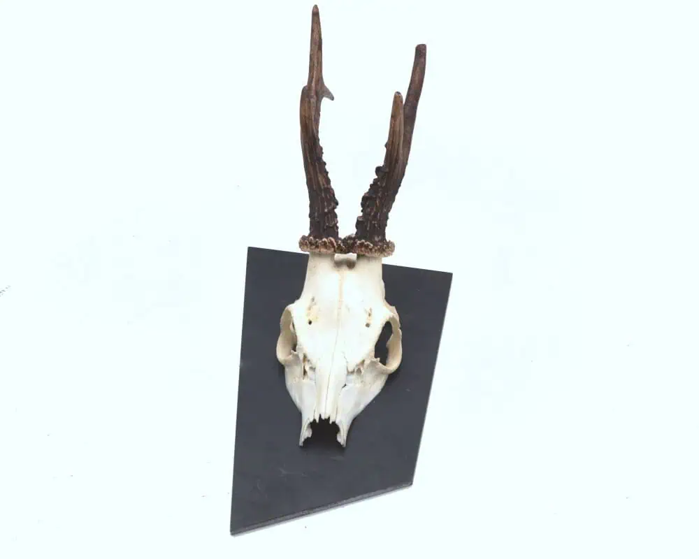 Trophäenschild Rehbock Stahl 6mm geölt – Bild 3