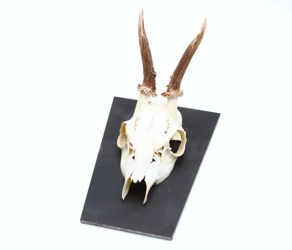 Trophäenschild Rehbock Stahl 6mm geölt – Bild 4