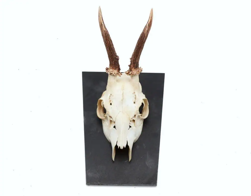 Trophäenschild Rehbock Stahl 6mm geölt – Bild 5