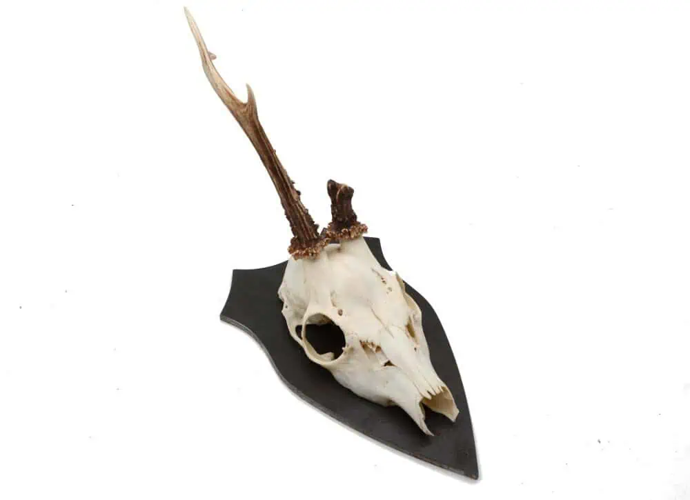 Trophäenschild Rehbock Stahl 6mm geölt – Bild 7