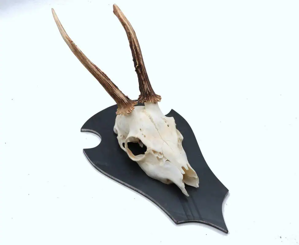 Trophäenschild Rehbock Stahl 6mm geölt – Bild 8