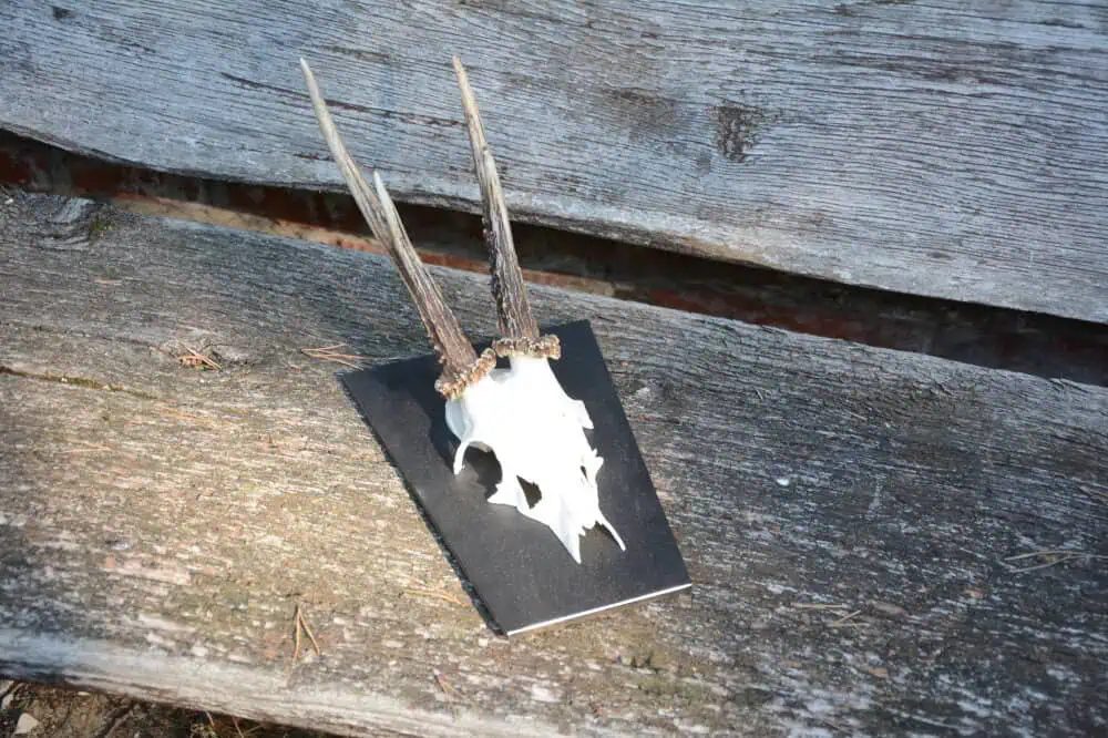 Trophäenschild Rehbock Stahl 6mm geölt – Bild 11