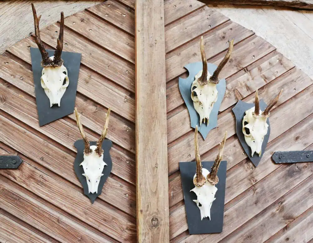 trophäenschild rehbock stahl