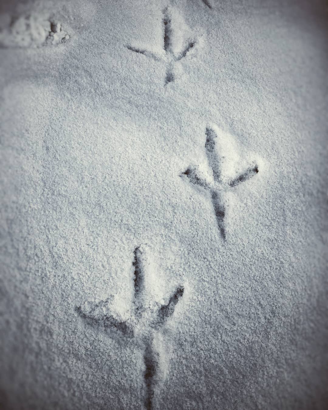 geläuf wildgans spurenlesen fährtenkunde