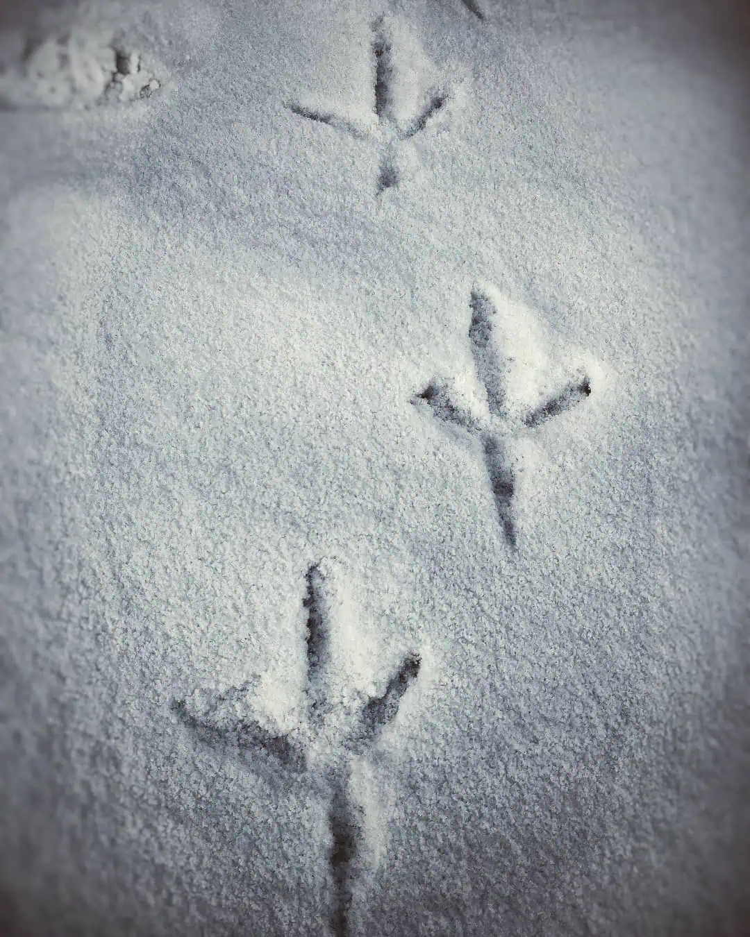 geläuf wildgans spurenlesen fährtenkunde